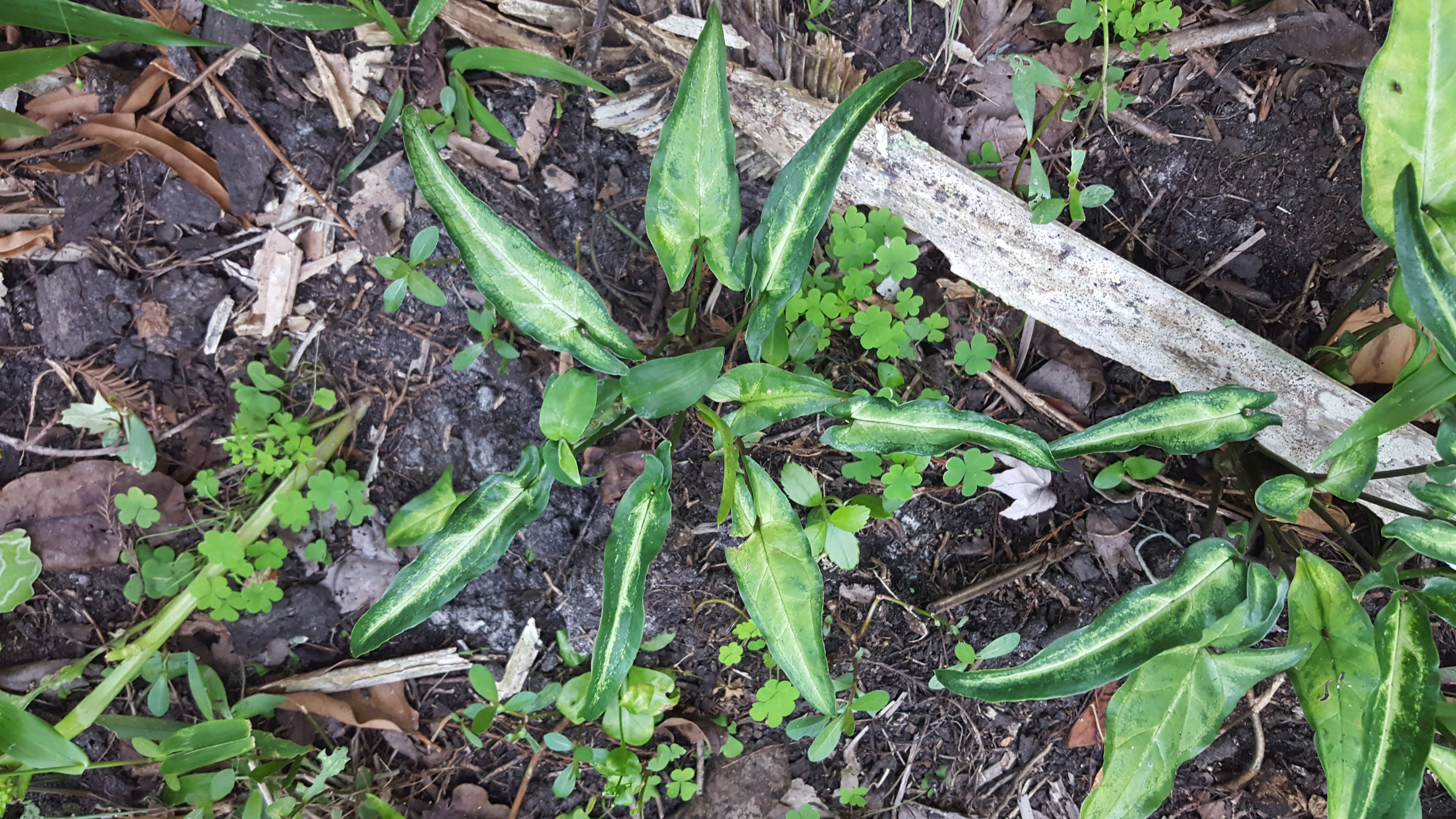 Syngonium podophyllum